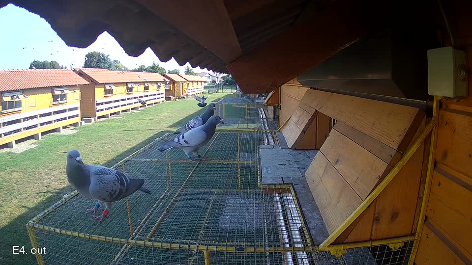 Pigeon Arrival Image For Race Race 1