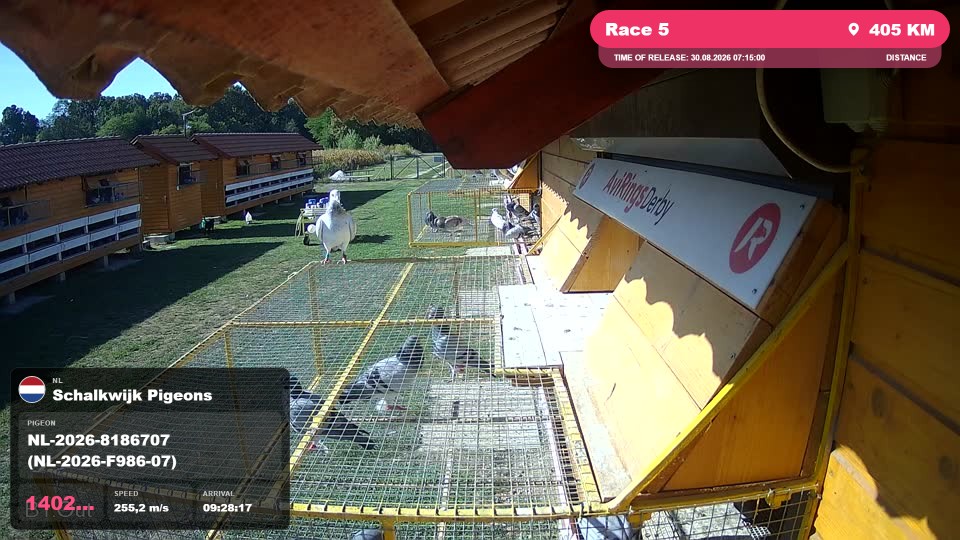 Pigeon Arrival Image For Race Race 5