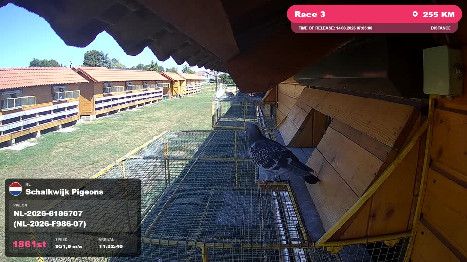 Pigeon Arrival Image For Race Race 3
