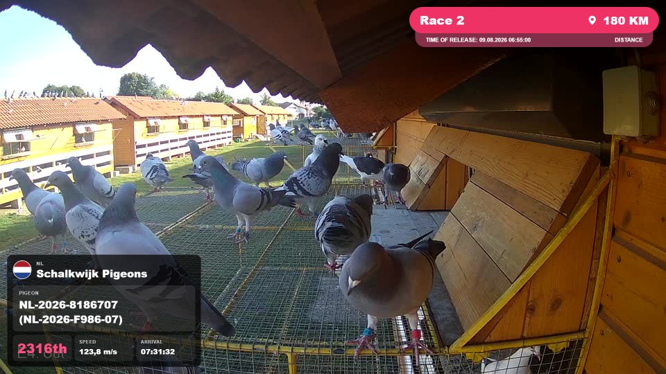 Pigeon Arrival Image For Race Race 2