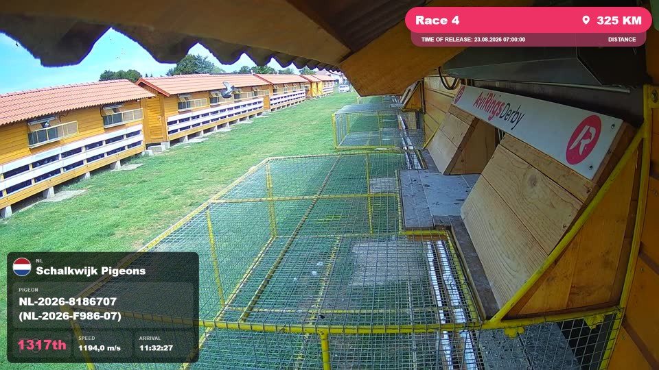 Pigeon Arrival Image For Race Race 4