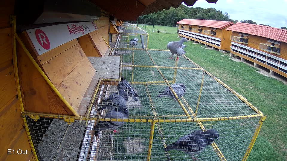 Pigeon Arrival Image For Race Race 6