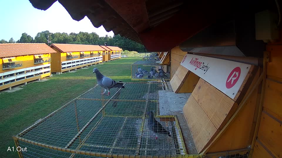 Pigeon Arrival Image For Race Race 3