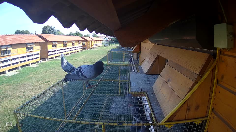 Pigeon Arrival Image For Race Race 1