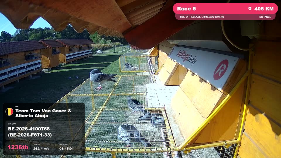 Pigeon Arrival Image For Race Race 5