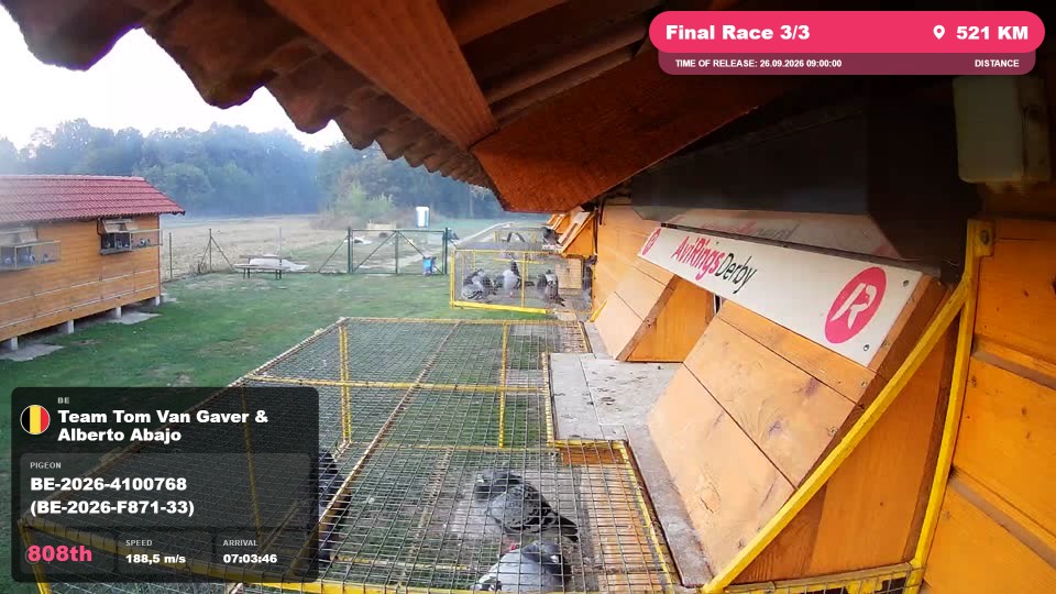 Pigeon Arrival Image For Race Final Race 3/3