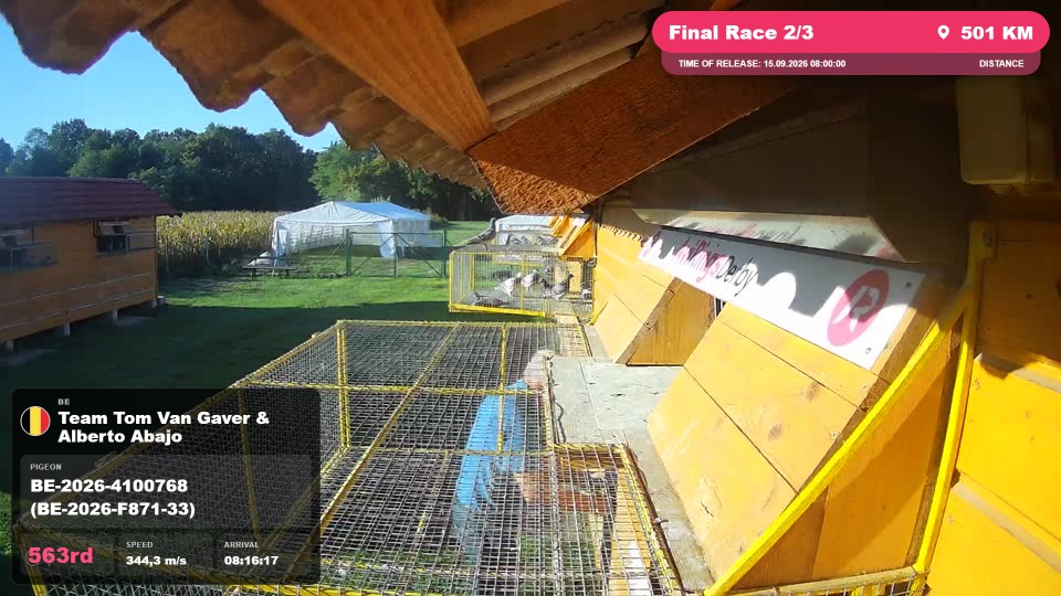 Pigeon Arrival Image For Race Final Race 2/3