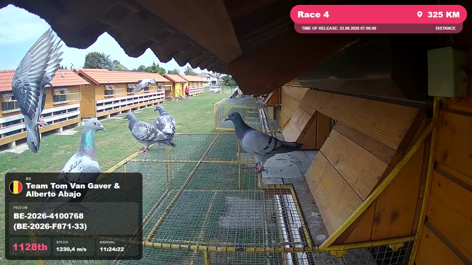 Pigeon Arrival Image For Race Race 4