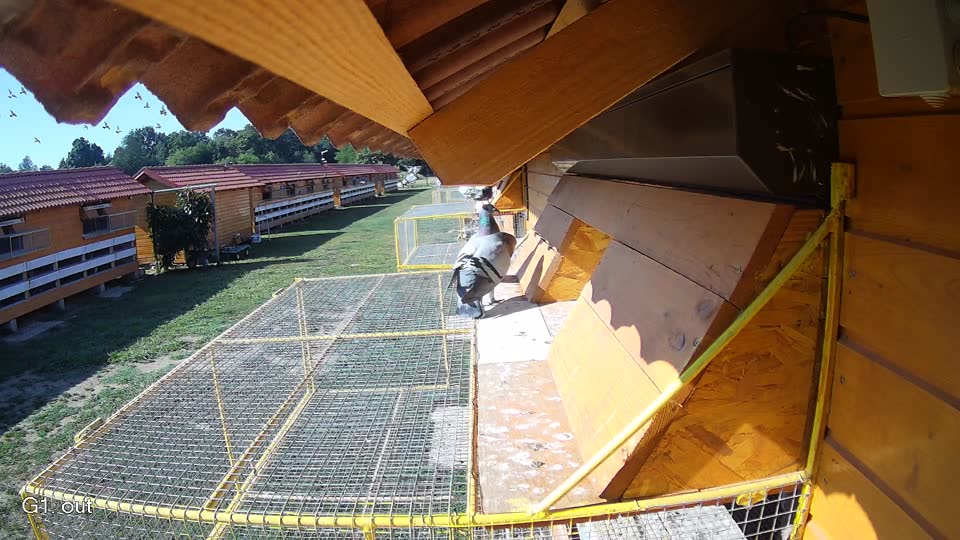Pigeon Arrival Image For Race Race 2