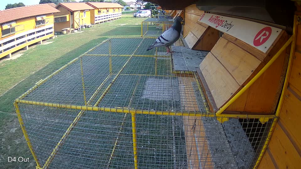 Pigeon Arrival Image For Race Race 4