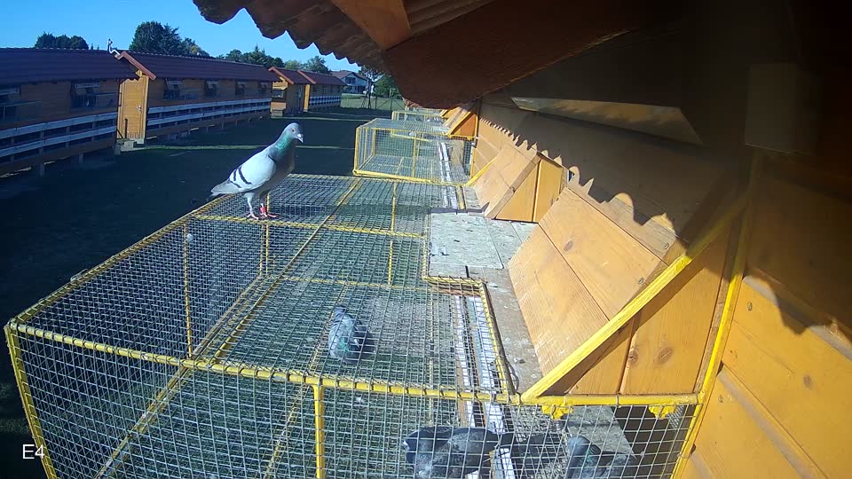 Pigeon Arrival Image For Race Race 5