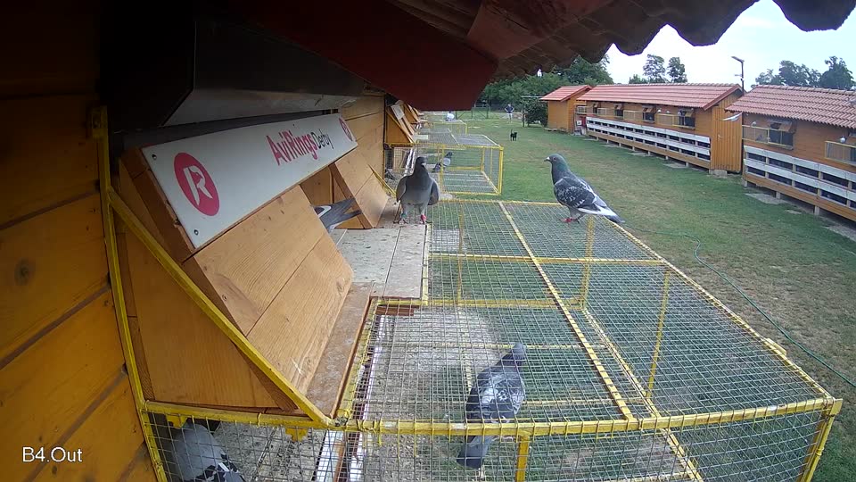 Pigeon Arrival Image For Race Race 3