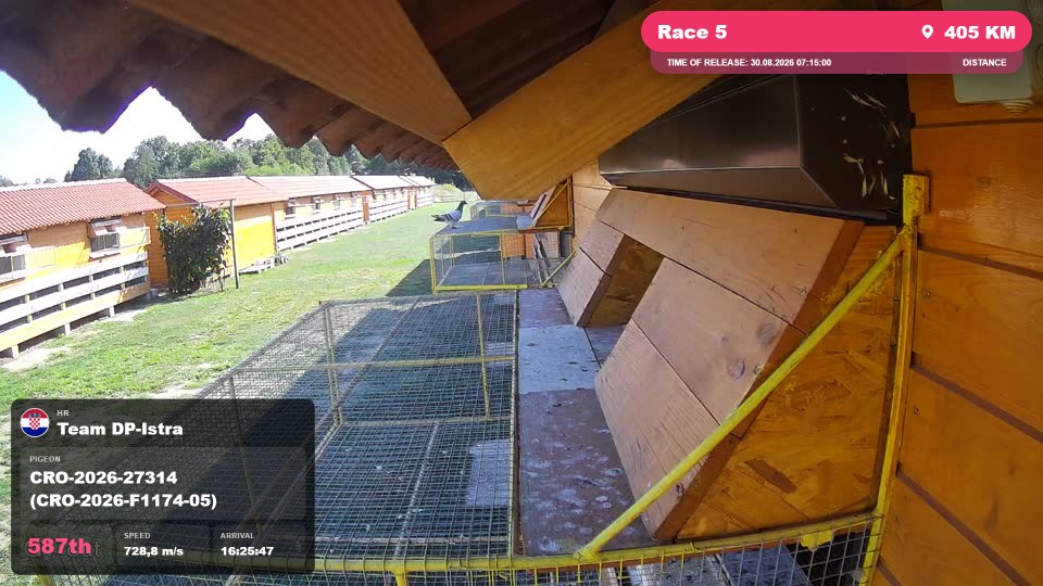 Pigeon Arrival Image For Race Race 5