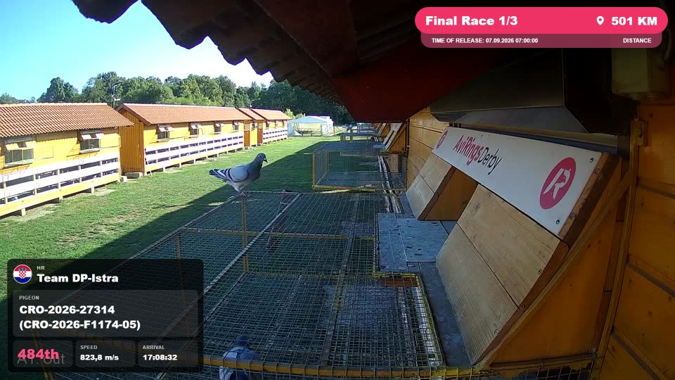 Pigeon Arrival Image For Race Final Race 1/3