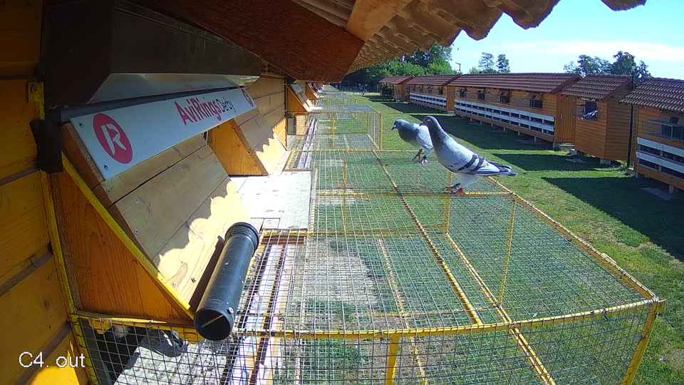 Pigeon Arrival Image For Race Race 2