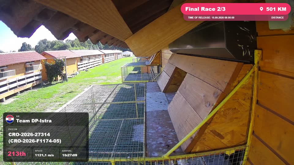 Pigeon Arrival Image For Race Final Race 2/3