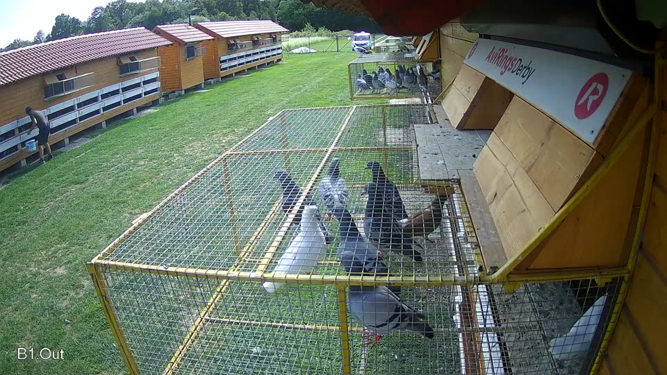 Pigeon Arrival Image For Race Race 6