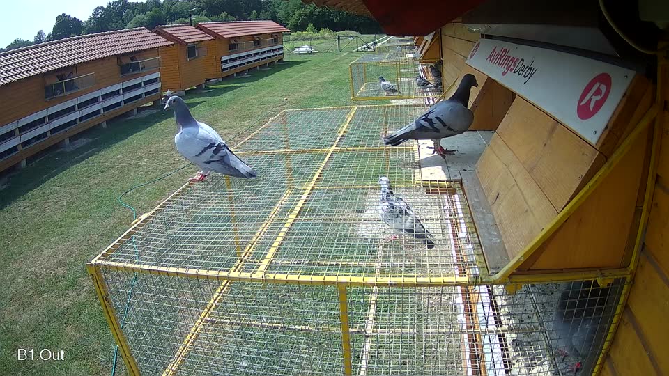 Pigeon Arrival Image For Race Race 3