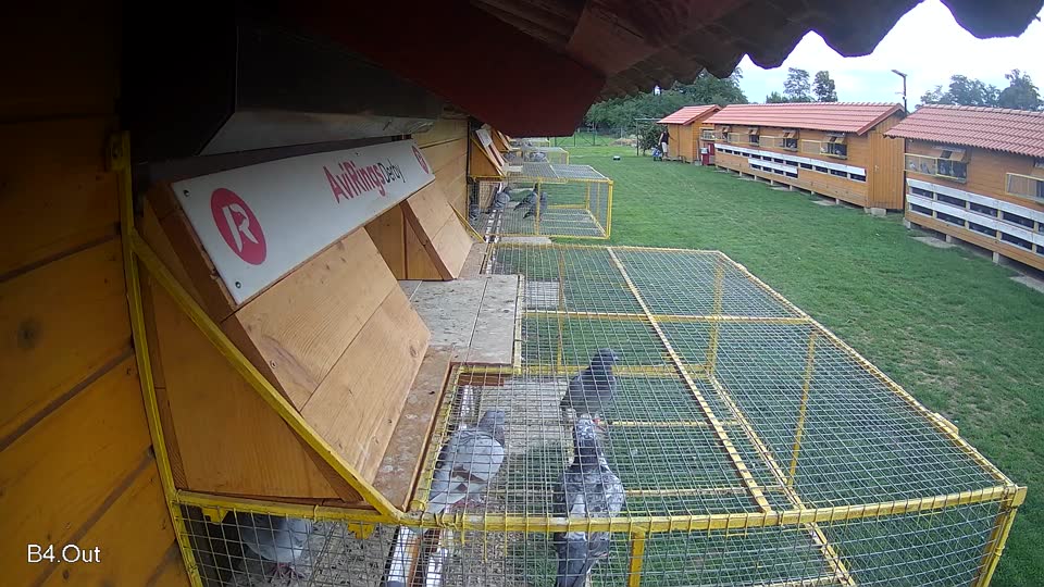 Pigeon Arrival Image For Race Final race 1