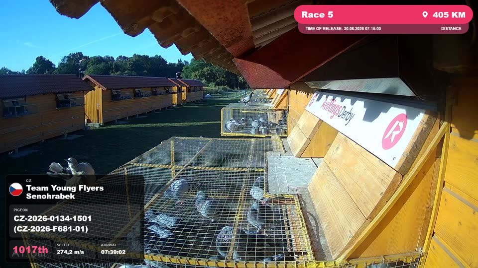 Pigeon Arrival Image For Race Race 5