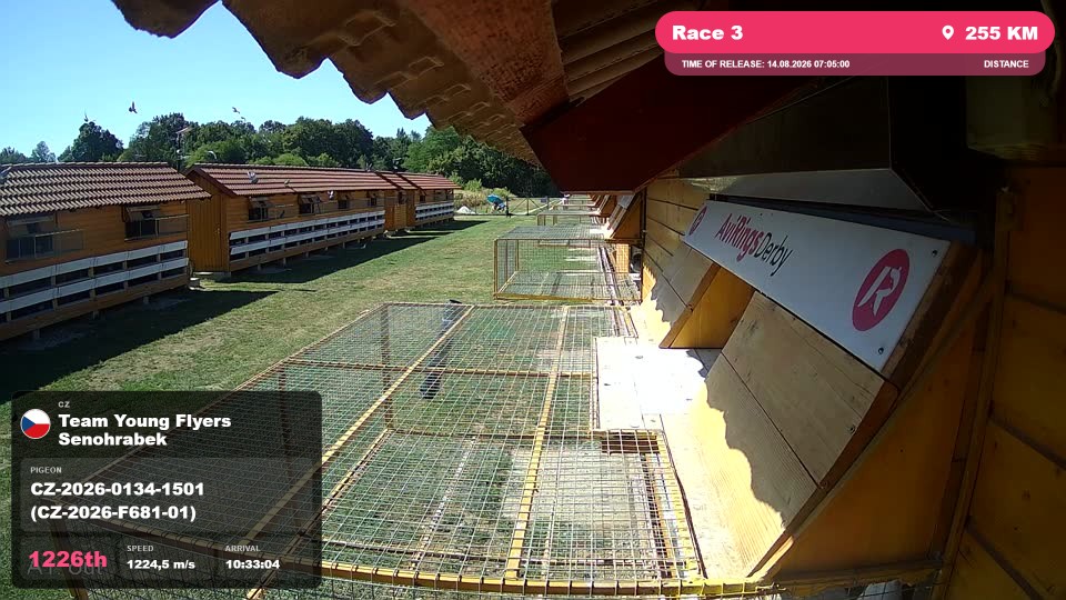 Pigeon Arrival Image For Race Race 3