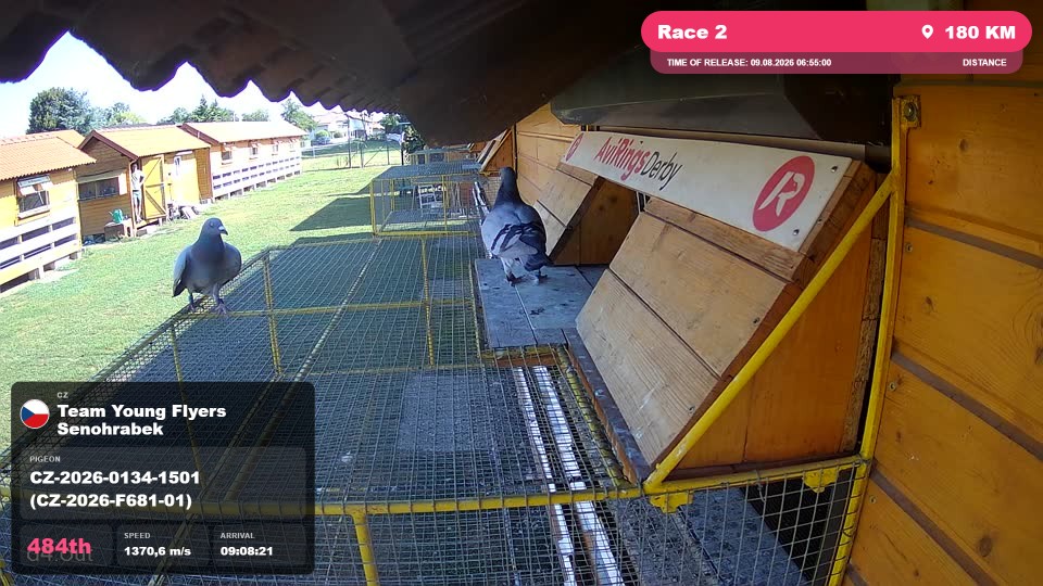 Pigeon Arrival Image For Race Race 2