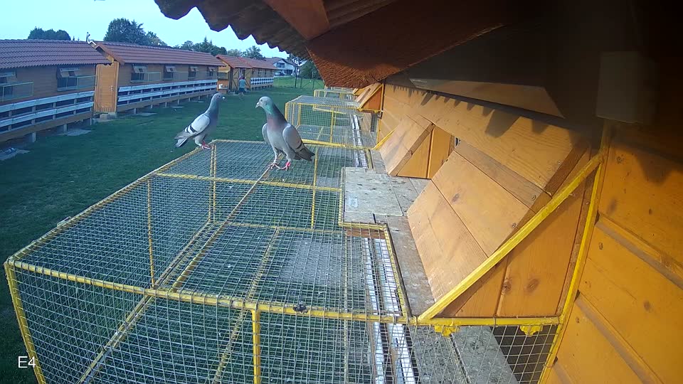 Pigeon Arrival Image For Race Final race 1