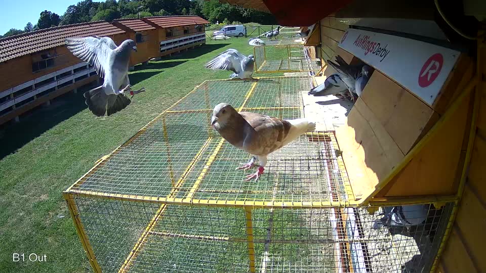Pigeon Arrival Image For Race Race 2
