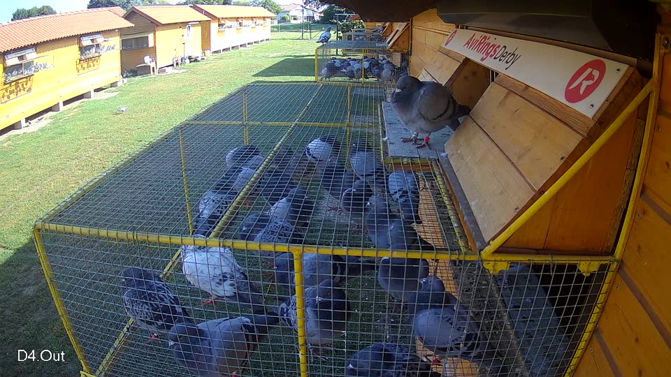 Pigeon Arrival Image For Race Race 3
