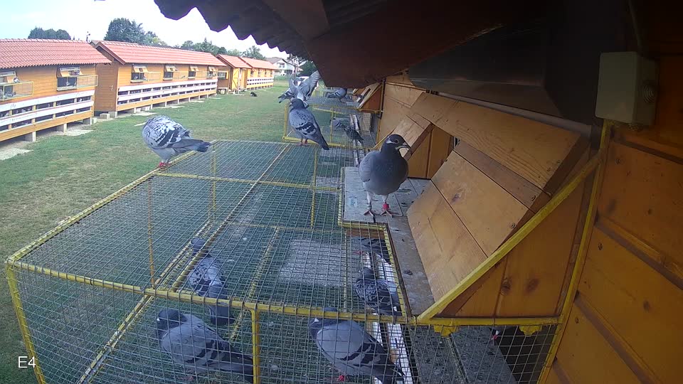 Pigeon Arrival Image For Race Race 4
