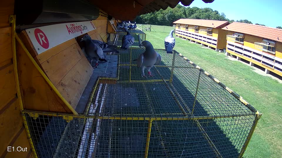 Pigeon Arrival Image For Race Race 2