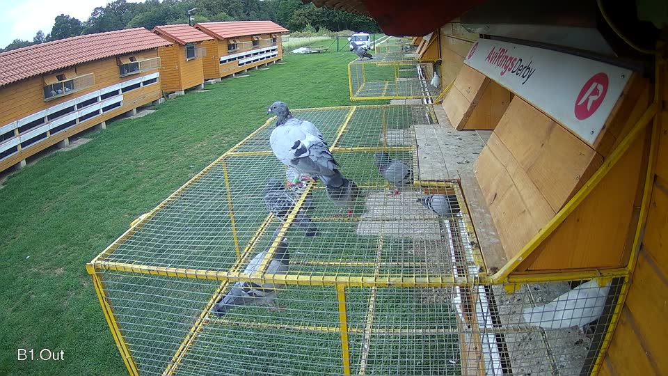 Pigeon Arrival Image For Race Final race 1