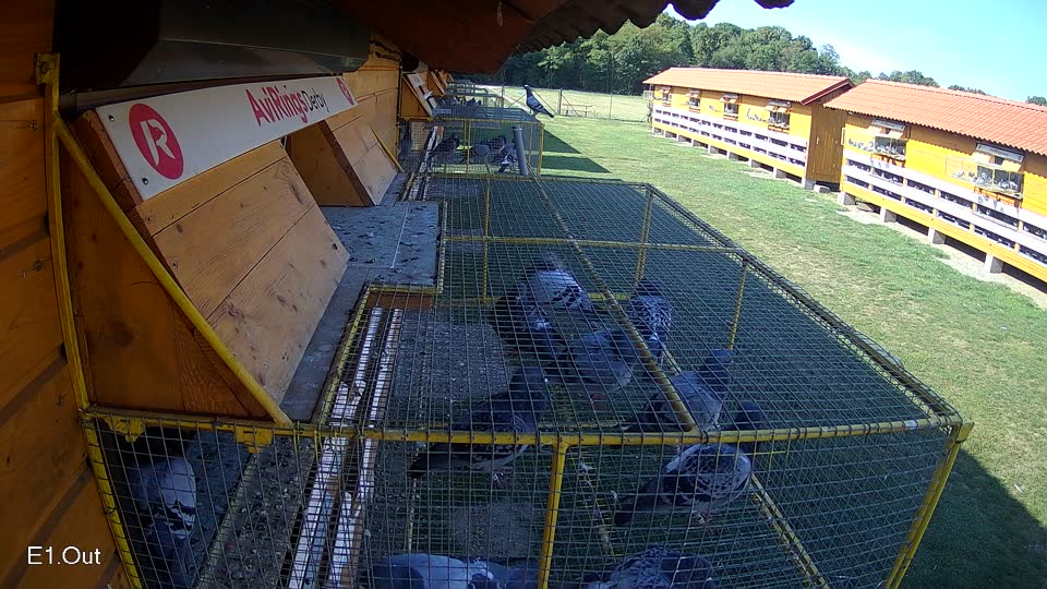 Pigeon Arrival Image For Race Race 5
