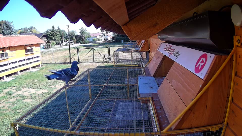 Pigeon Arrival Image For Race Race 2