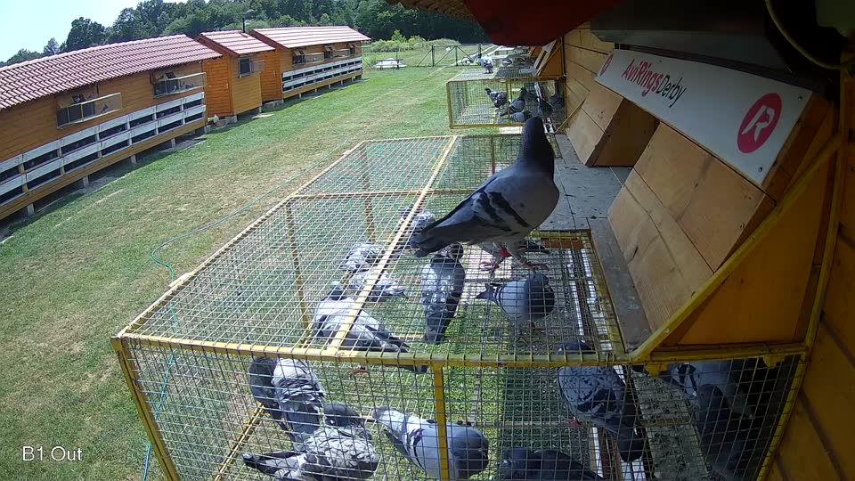 Pigeon Arrival Image For Race Race 3