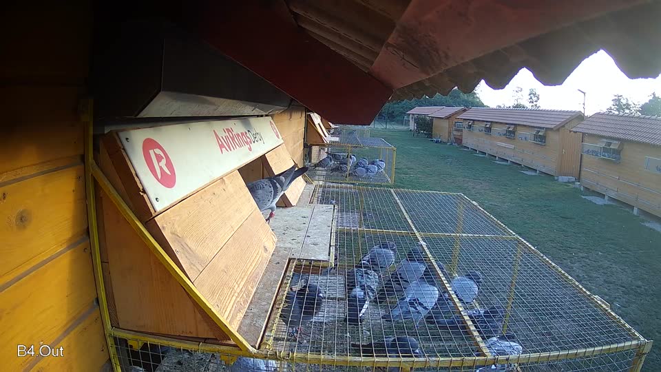 Pigeon Arrival Image For Race Race 5