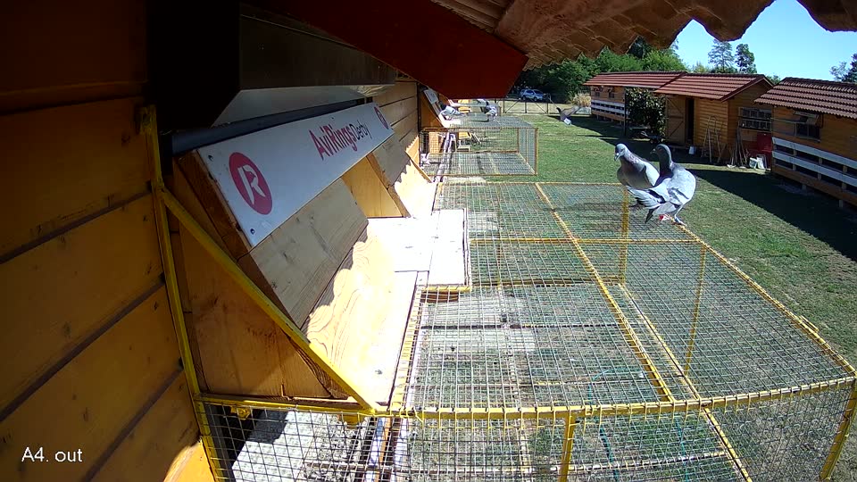 Pigeon Arrival Image For Race Race 3