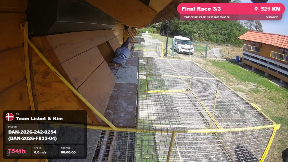 Pigeon Arrival Image For Race Final Race 3/3
