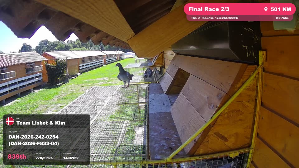 Pigeon Arrival Image For Race Final Race 2/3