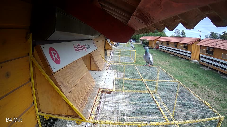 Pigeon Arrival Image For Race Race 4