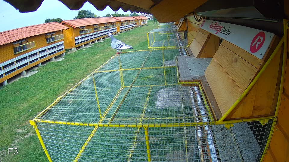 Pigeon Arrival Image For Race Race 3