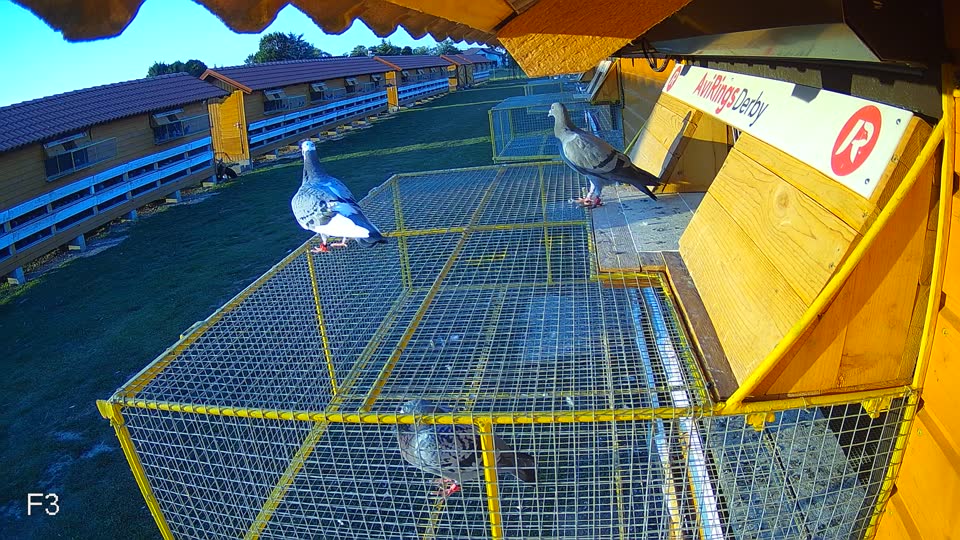 Pigeon Arrival Image For Race Race 5