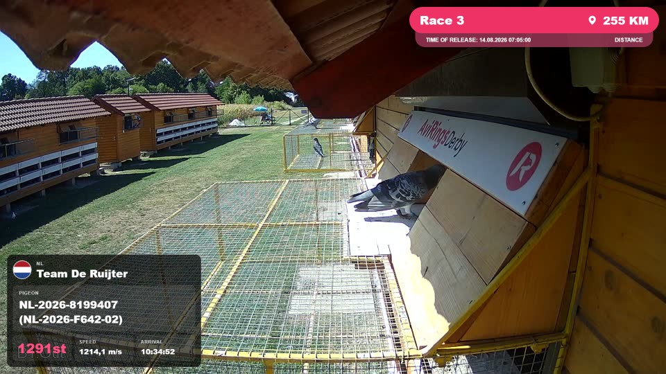 Pigeon Arrival Image For Race Race 3