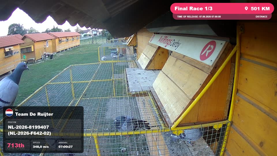 Pigeon Arrival Image For Race Final Race 1/3