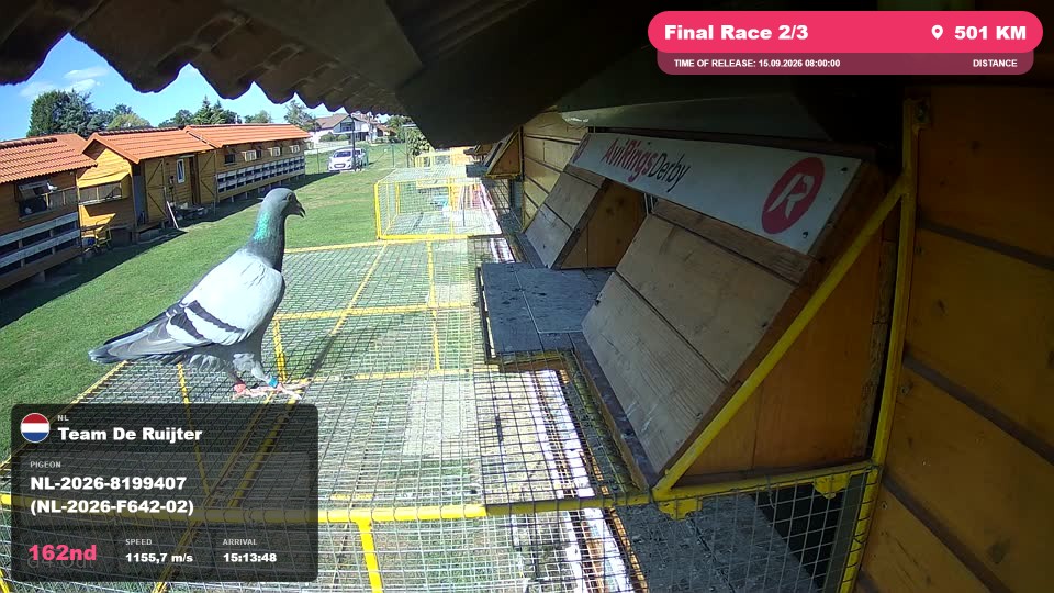 Pigeon Arrival Image For Race Final Race 2/3