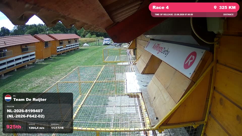 Pigeon Arrival Image For Race Race 4