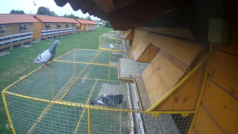 Pigeon Arrival Image For Race Race 6