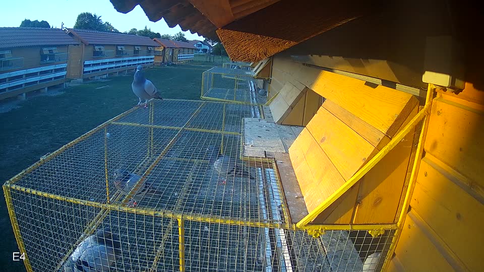 Pigeon Arrival Image For Race Race 5