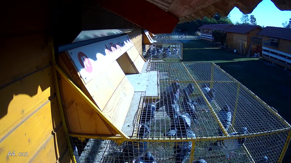Pigeon Arrival Image For Race Race 3