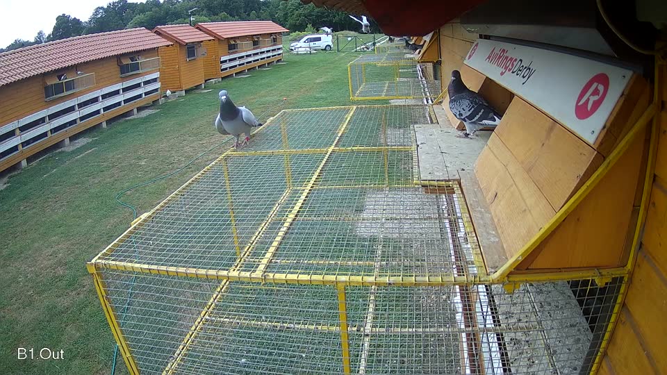 Pigeon Arrival Image For Race Race 3
